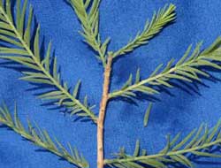 Picture of needle spray with alternate foliage. Link to Baldcypress tree.