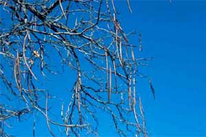 Picture of Northern Catalpa tree fruit pods.