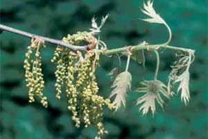 Picture of a Northern Red Oak tree flowers.