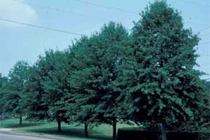 Picture of a Northern Red Oak tree.