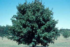 Picture of a Norway Maple tree.