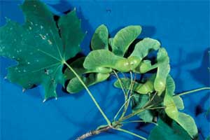 Picture of Norway Maple tree fruit.