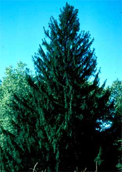 Picture of a Norway Spruce tree.  Link to Norway Spruce tree.