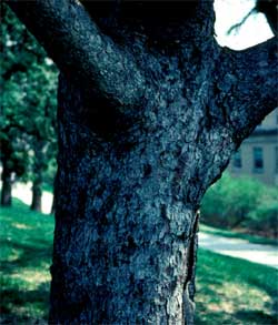 Picture of Norway Spruce tree bark.