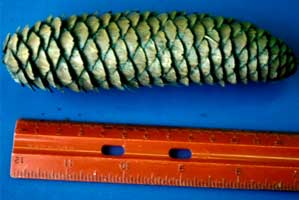 Picture of Norway Spruce tree cone next to a ruler.