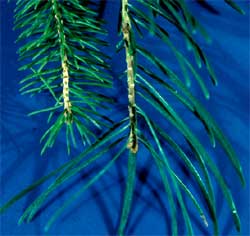 Picture of Norway Spruce tree needles.
