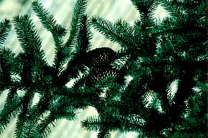 Picture of Norway Spruce tree needles and fruit.