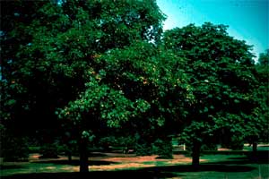 Picture of Ohio Buckeye trees.