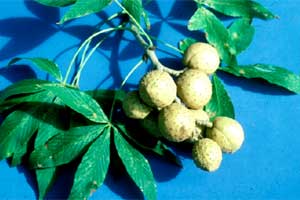 Picture of Ohio Buckeye tree fruit.