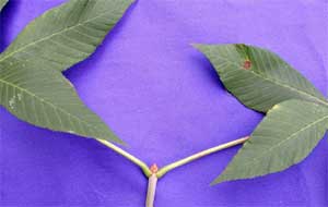 Picture of simple leaf with opposite leaf arrangement. Link to option to choose fruit type.