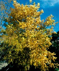 Picture of a pecan tree in fall color.