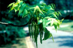 Picture of pecan tree flowers.