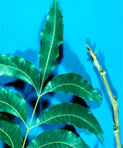 Picture of pecan tree leaves and buds.