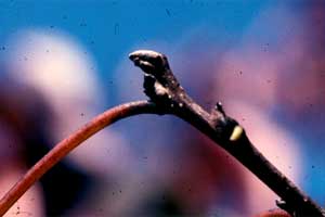 Picture of Persimmon tree buds.