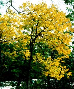 Picture of a Persimmon tree in fall colors.