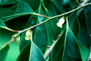 Picture of Persimmon tree flowers.