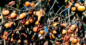 Picture of Persimmon tree fruit.