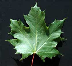 Picture of a leaf with 3- to 5-pointed lobes. Link to option to choose leaf underside color.