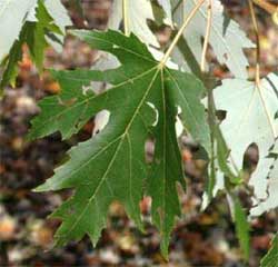 Picture of a leaf with 3- to 5-pointed lobes. Link to option to choose leaf underside color.