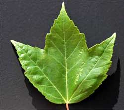 Picture of a leaf with primarily 3-pointed lobes. Link to Red Maple tree.