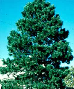 Picture of a Ponderosa Pine tree. Link to Ponderosa Pine tree.