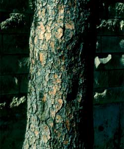 Picture of Ponderosa Pine tree bark.