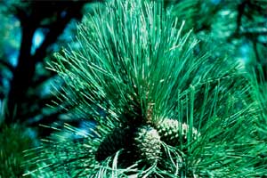 Picture of Ponderosa Pine tree needles and fruit.