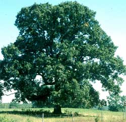 Picture of a Post Oak tree. Link to Post Oak tree.
