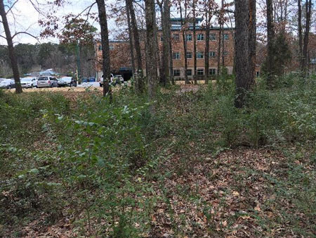 Privet Site at Little Rock State Office Before Removal