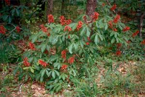 Picture of a Red Buckeye tree.
