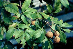 Picture of Red Buckeye tree leaves and fruit.