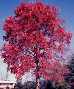 Picture of a Red Maple tree in fall color.