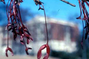 Picture of Red Maple tree samara fruit.