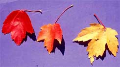 Picture of Red Maple tree leaves color variance.