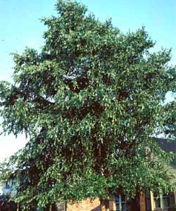 Picture of a River Birch tree. Link to River Birch tree.