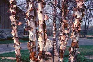 Picture of River Birch tree bark.