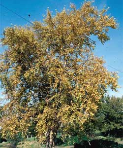 Picture of a River Birch tree in fall color.