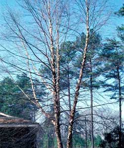 Picture of a River Birch tree during the winter.