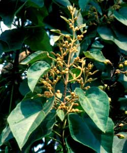 Picture of a Royal Paulownia or Princess Tree fruit.