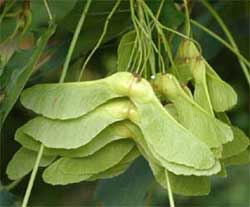Picture of samara tree fruit. Link to Tree of Heaven.