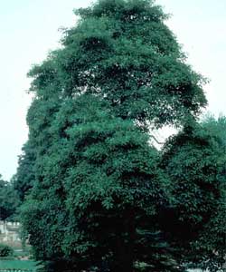 Picture of a Sassafras tree.