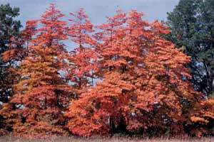 Picture of a Sassafras tree in fall color.