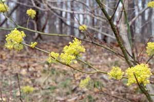 Picture of Sassafras tree flowers.