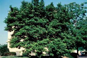 Picture of a Saucer Magnolia tree.