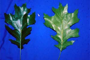 Picture of Scarlet Oak tree leaves.