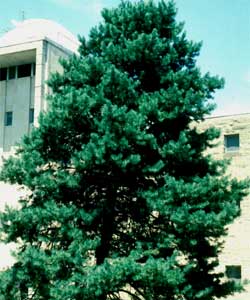 Picture of a Scotch Pine tree.