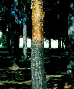 Picture of Scotch Pine tree bark.