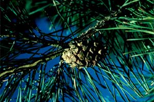 Picture of Scotch Pine tree needles and fruit.