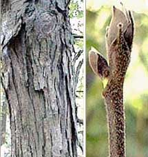 Picture of Shellbark Hickory tree bark and buds.