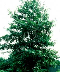 Picture of a Shingle Oak tree.